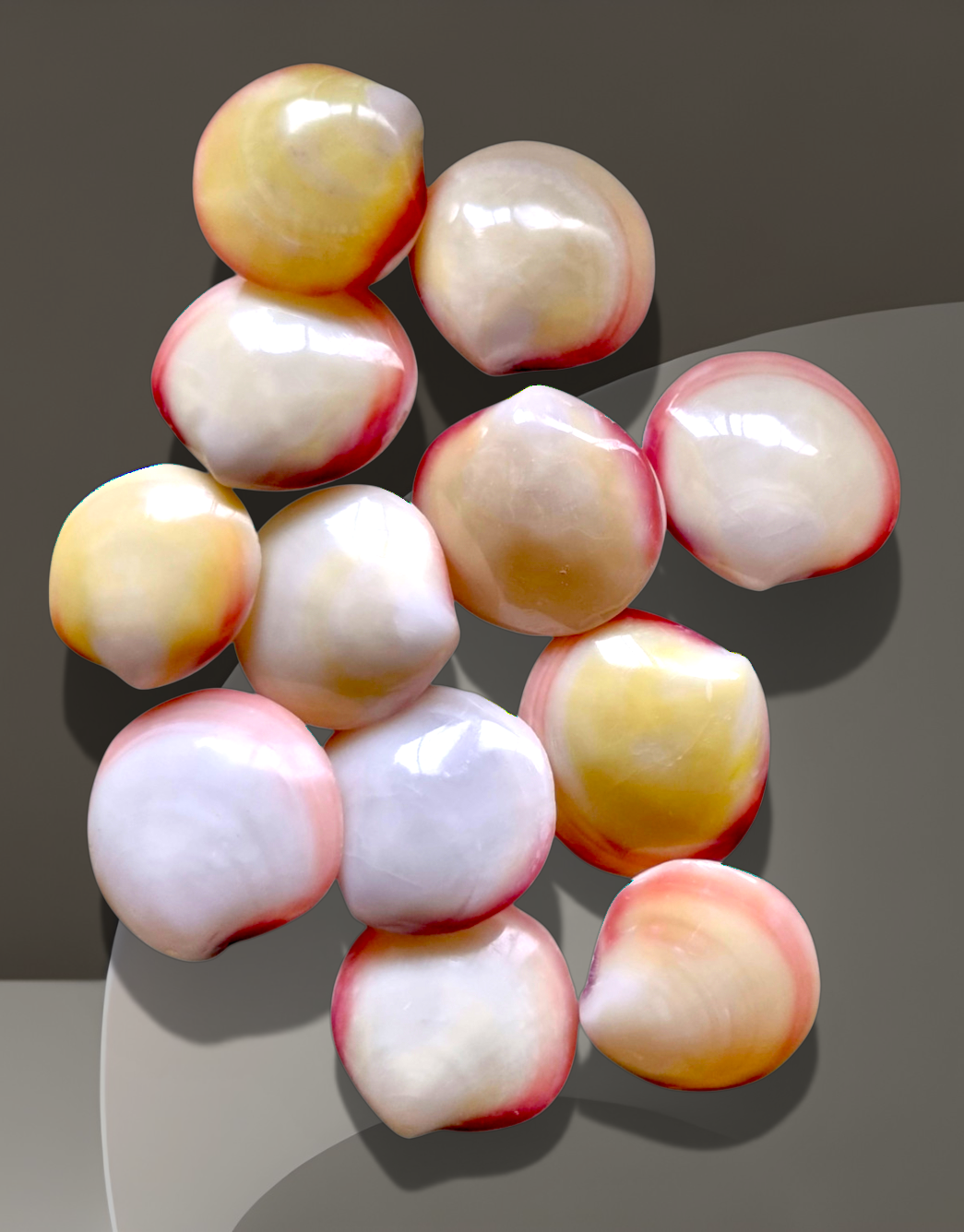 #7793 Polished Pink Clam Seashell (mixed sizes unpaired)