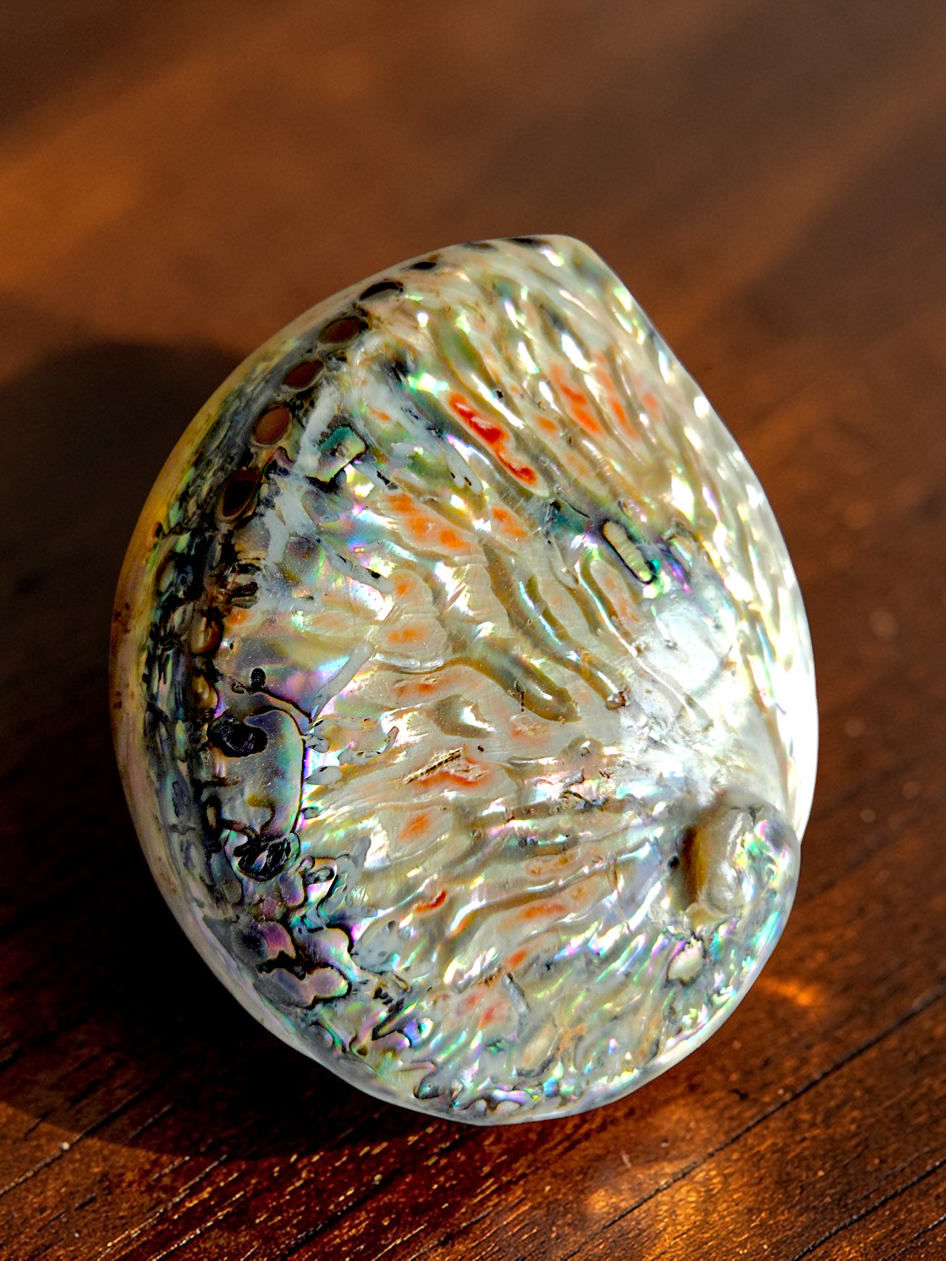 #7868 Midas Abalone Shell Polished 5"-6"