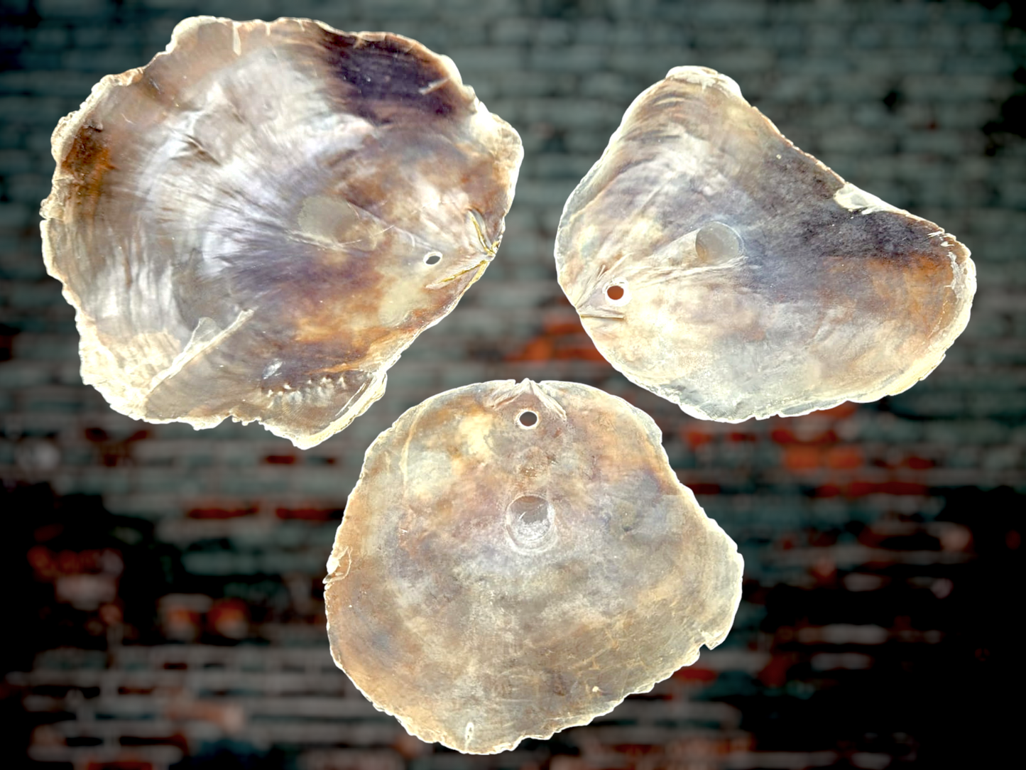 #7881H Windowpane Oyster Shell (Placuna placenta) 3 1/2" with 4mm hole