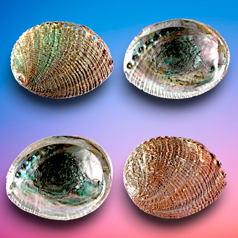 #7951G Polished Green Abalone (Haliotis fulgens) Seashell 3"-4"
