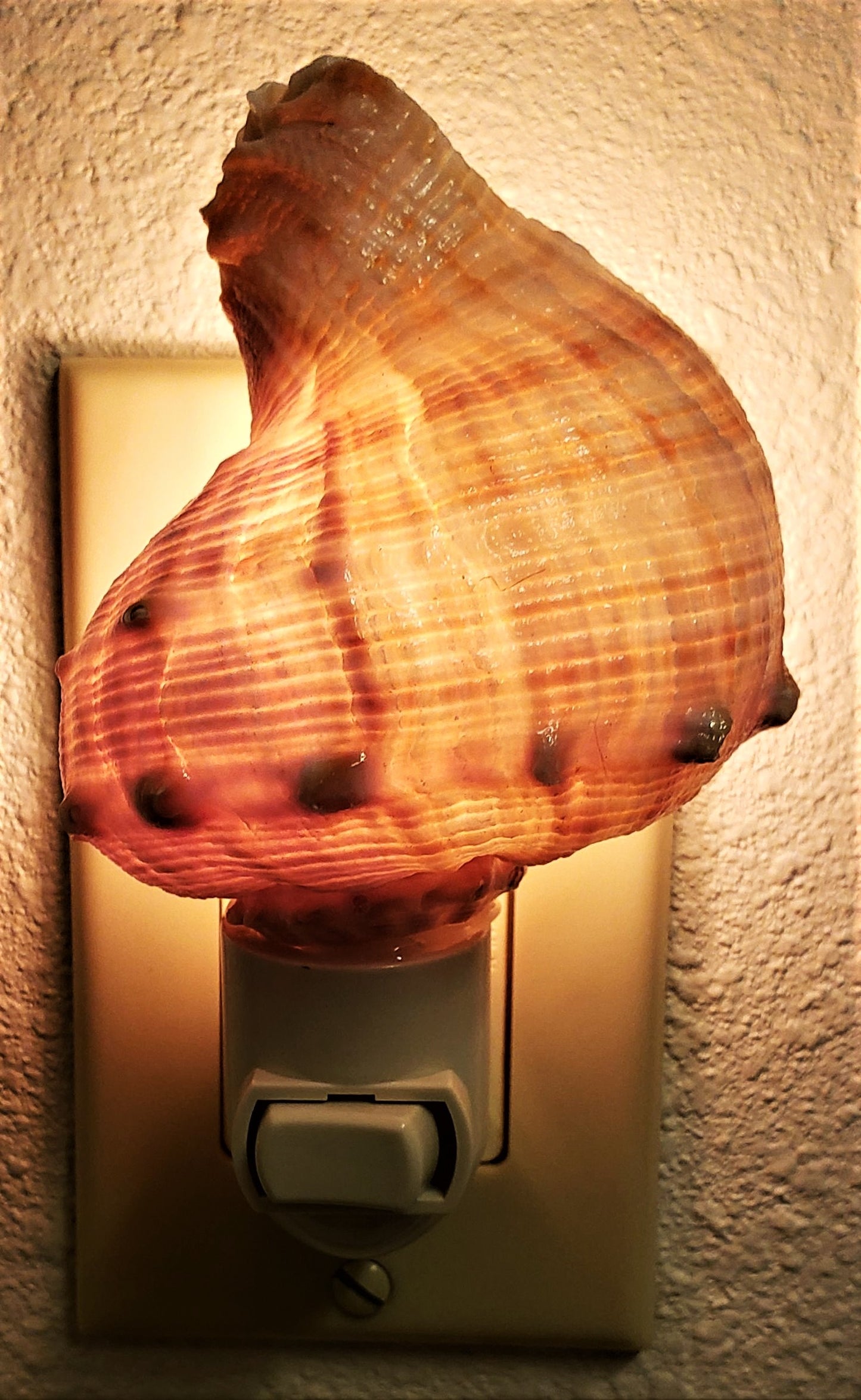 #7987 Turnip-shaped Rapa Shell Nightlight 4"- 5"