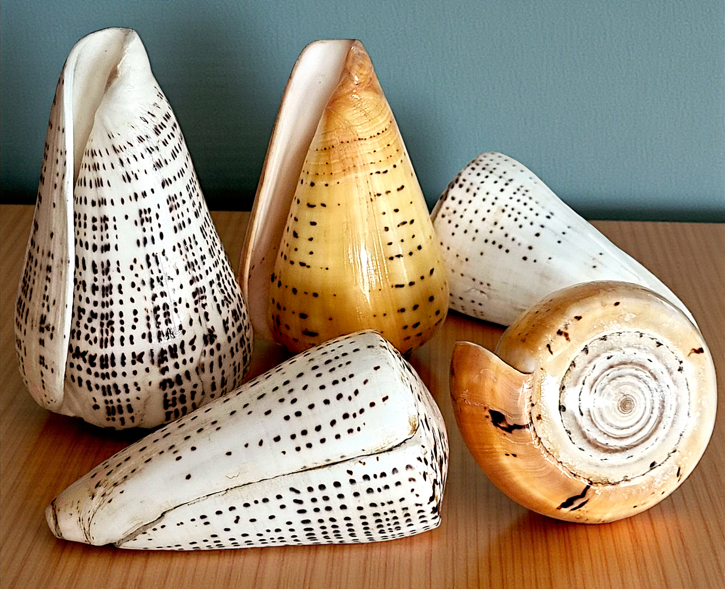 #9033