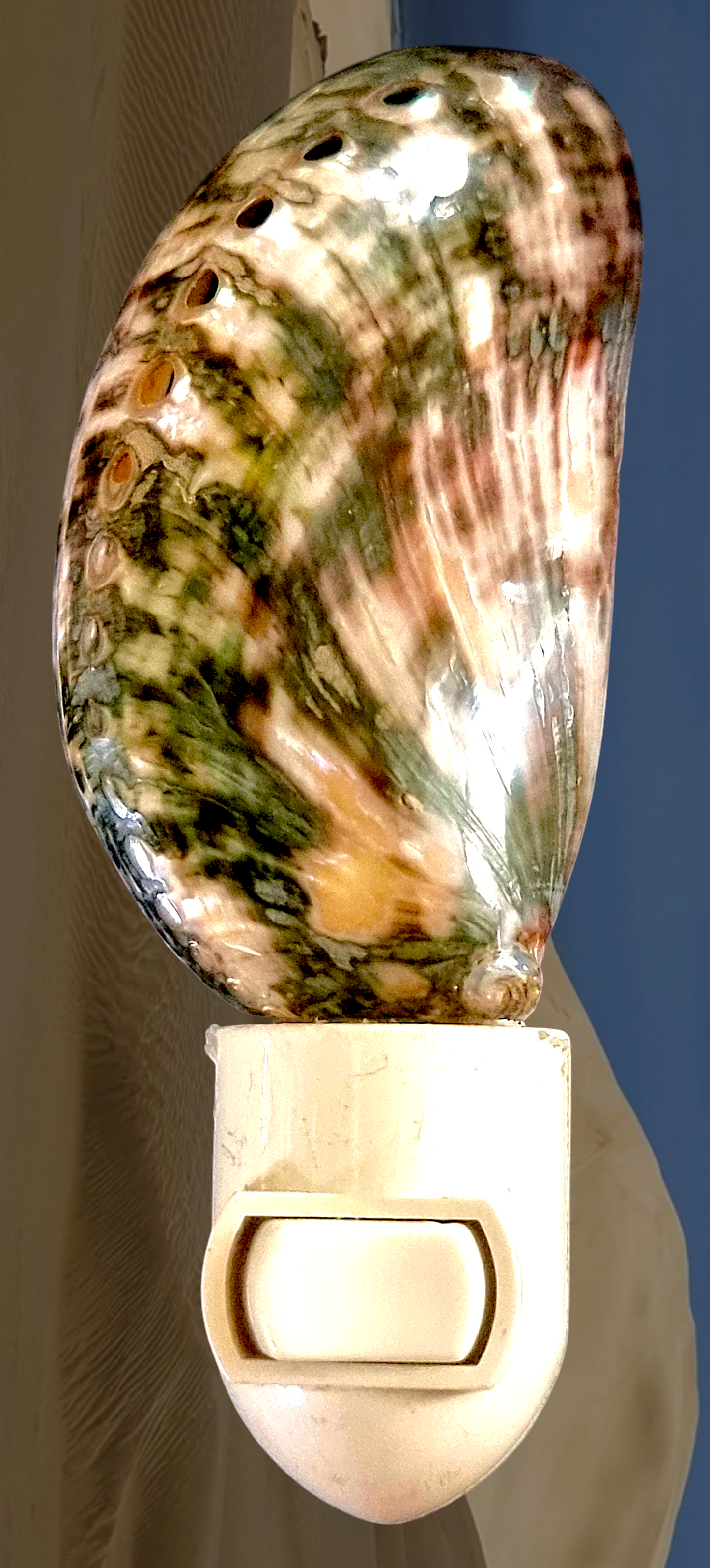 #9035 Donkey-ear Abalone Nightlight 4"- 5"