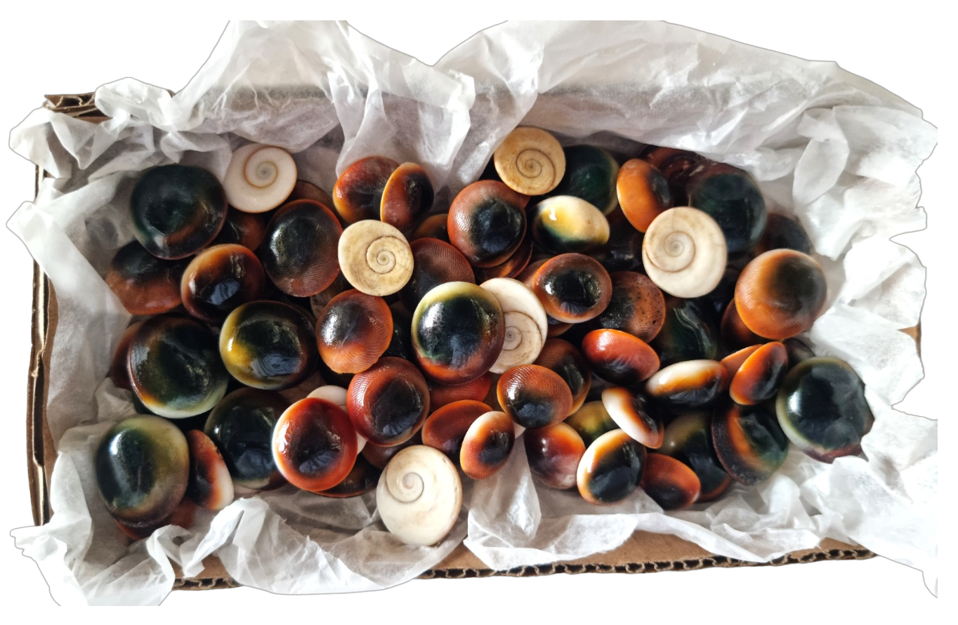 #9081 Tiger's Eye (shell operculum from turban shells)