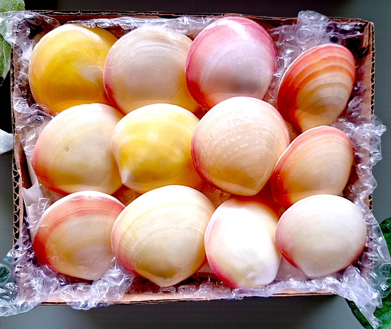 #9144 Polished Pink Clam (Codakia Tigerina) Seashell paired 2"- 2 1/2"