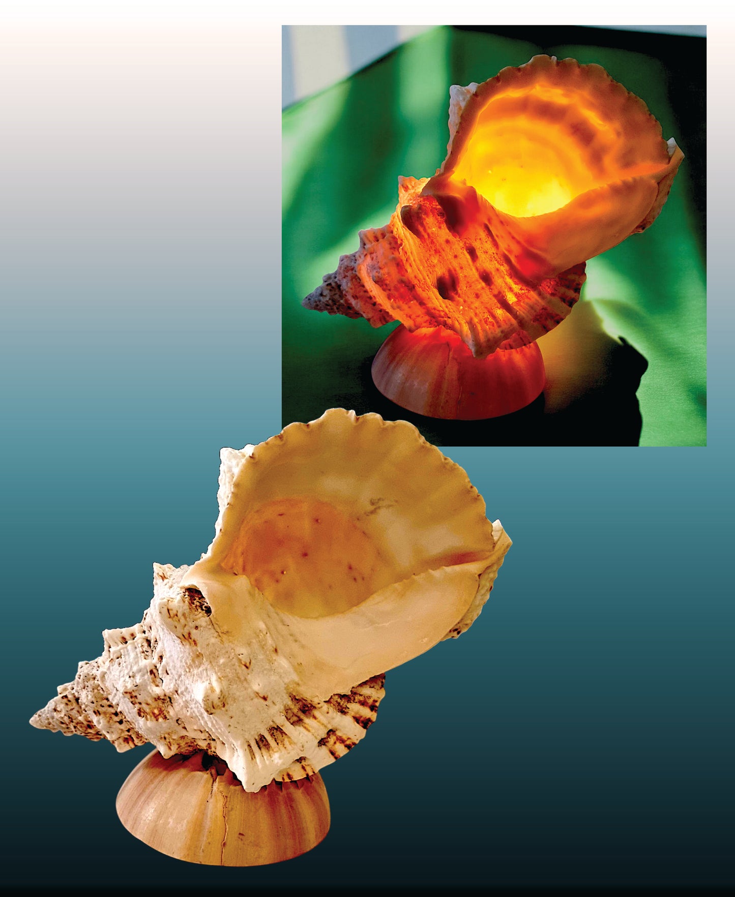 #9163 Frogshell (Bursa bobo) table lamp 7"- 8