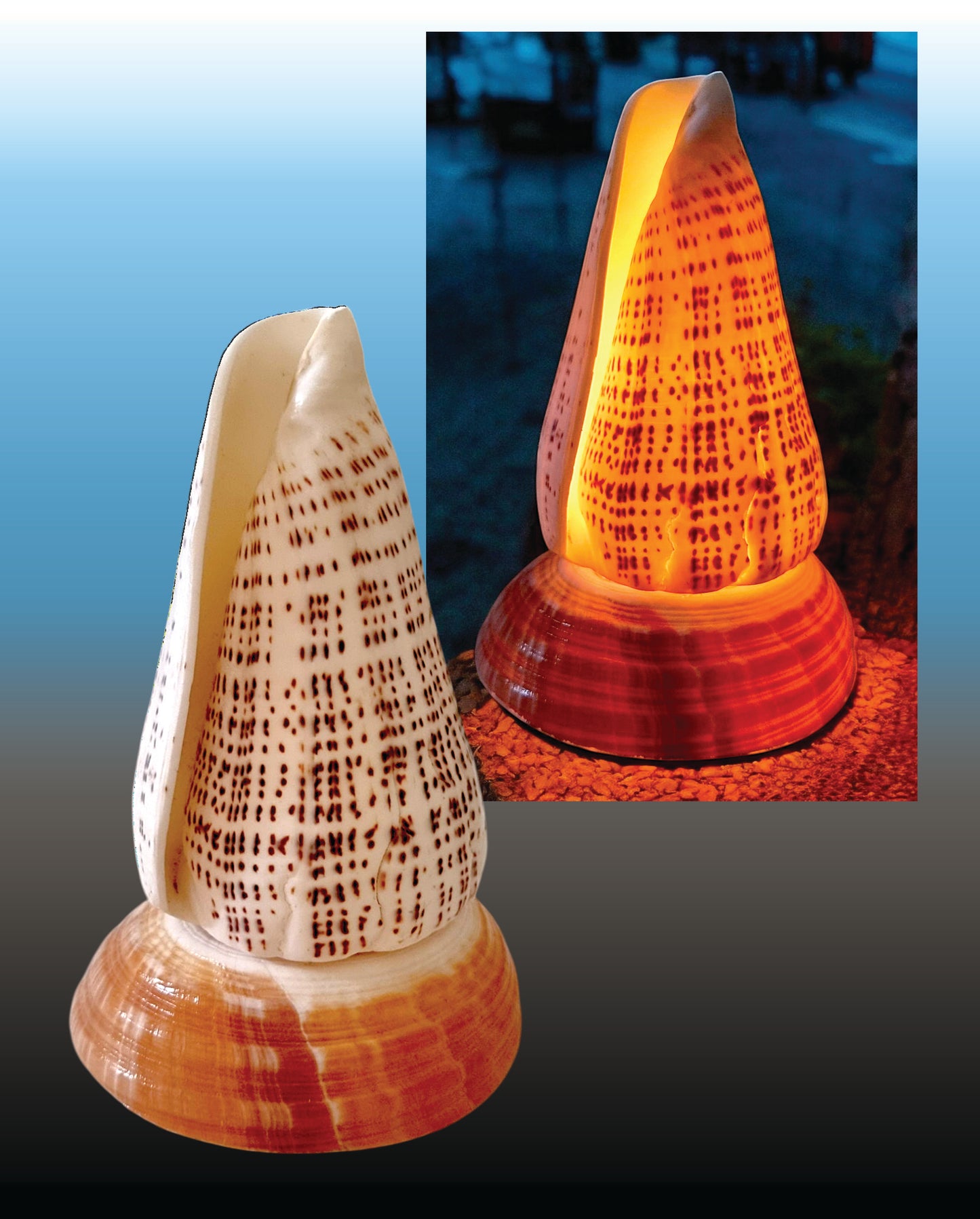 #9164 Cone Shell Table Lamp 6"+