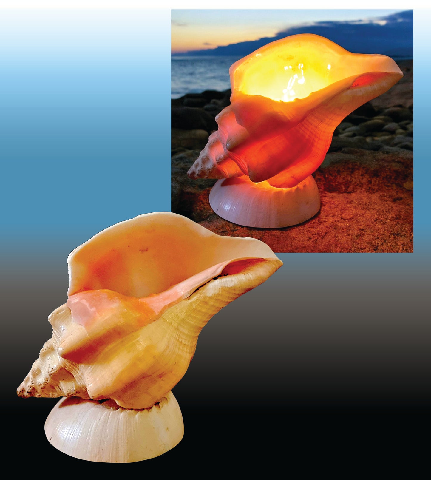 #9166 Shanka Shell Table Lamp 7"- 8"