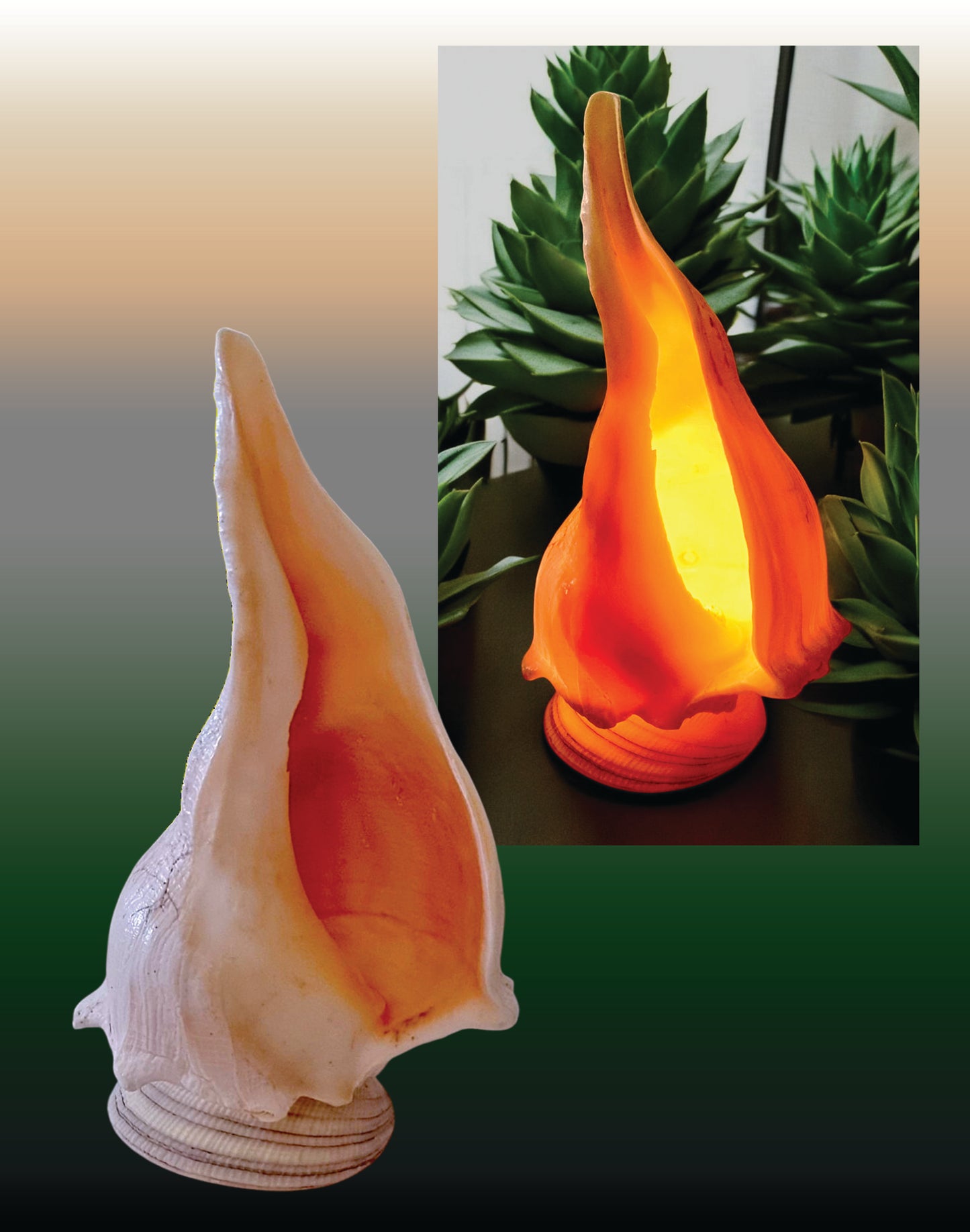 #9168 Left-handed Whelks Table Lamp 7"- 8"