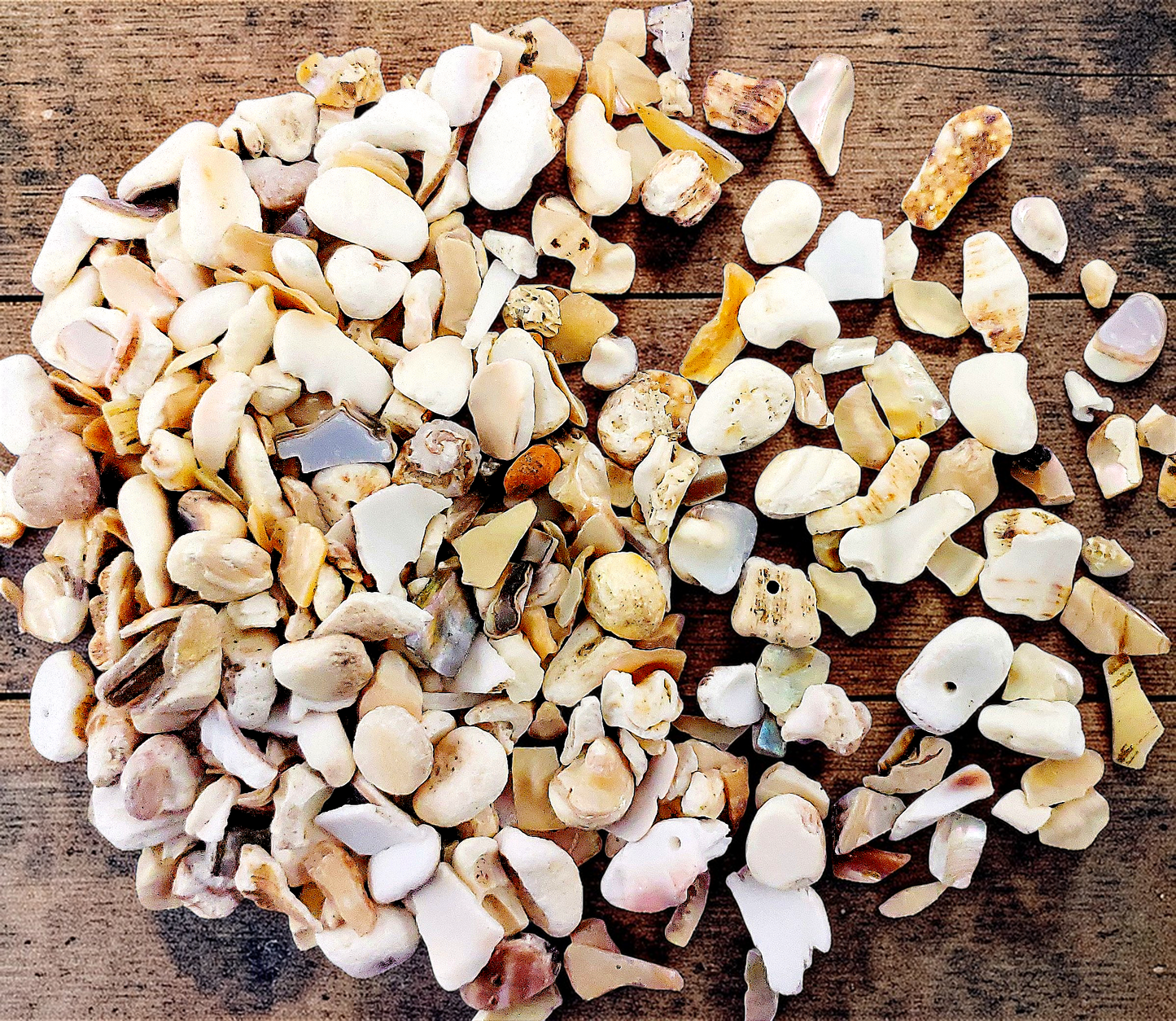 BD-15C Seashell chips polished