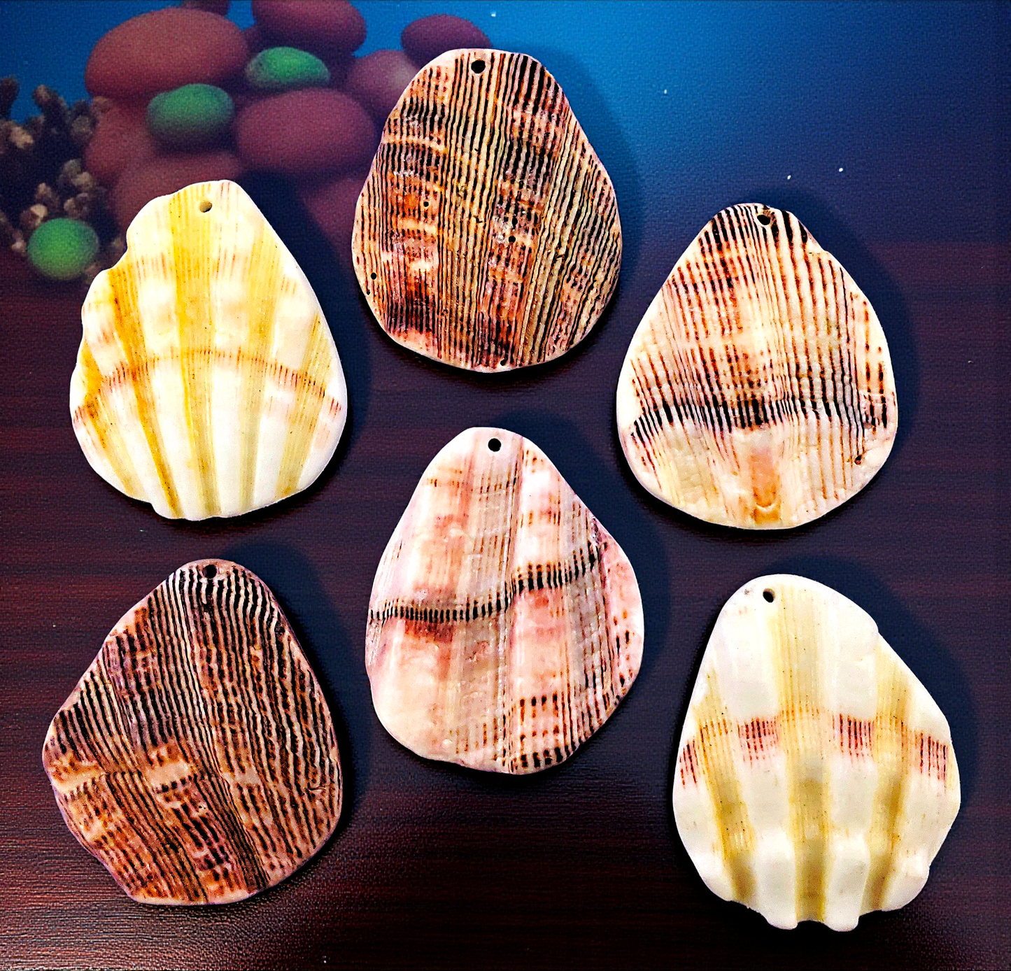 T-111 Lion's Paw Seashell Pendants