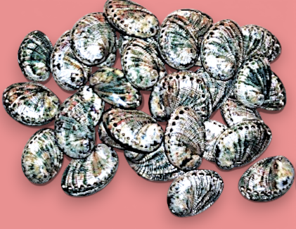 T-2491 Polished Mini Green Abalone Pendants