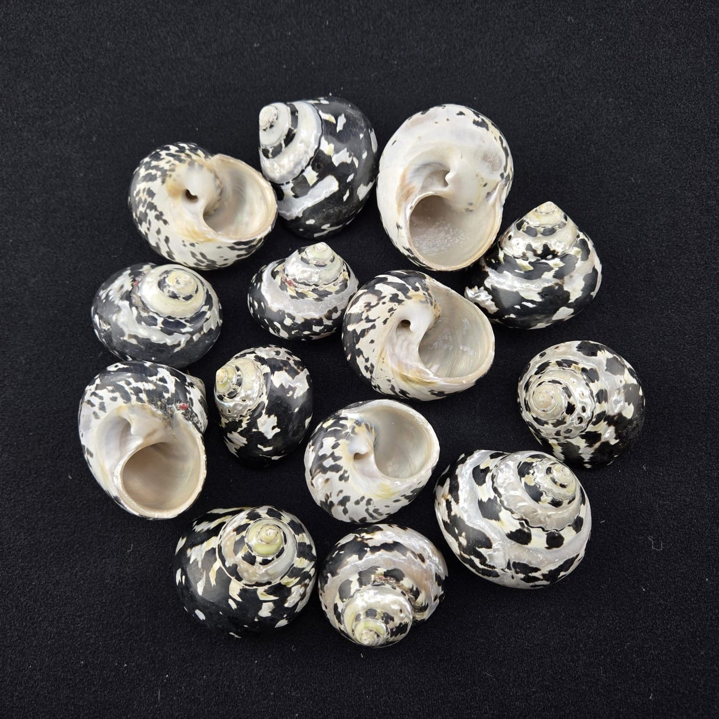 9105 (Megpie Shell 1.5 - 2.5")