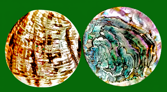 #2280 Green Abalone Shell Button 70mm