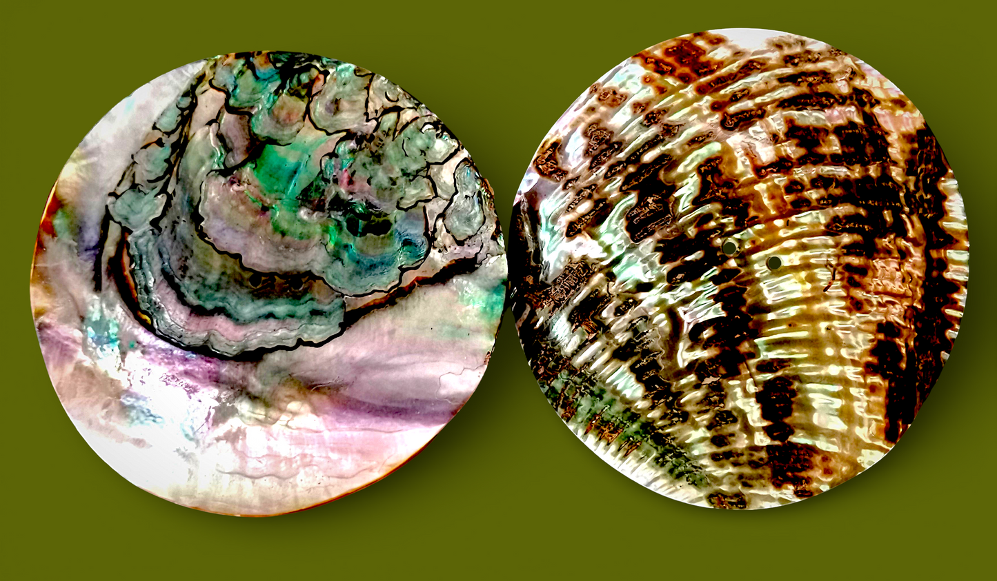 #2283 Green Abalone Button 60mm