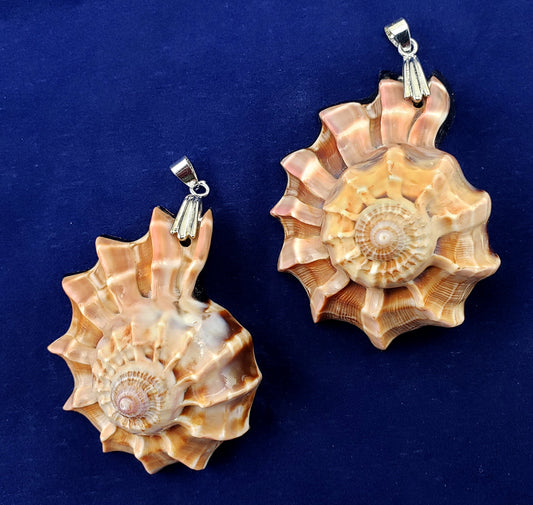#3001 (Harpa Seashell Pendant 1 7/8" X 3/4")