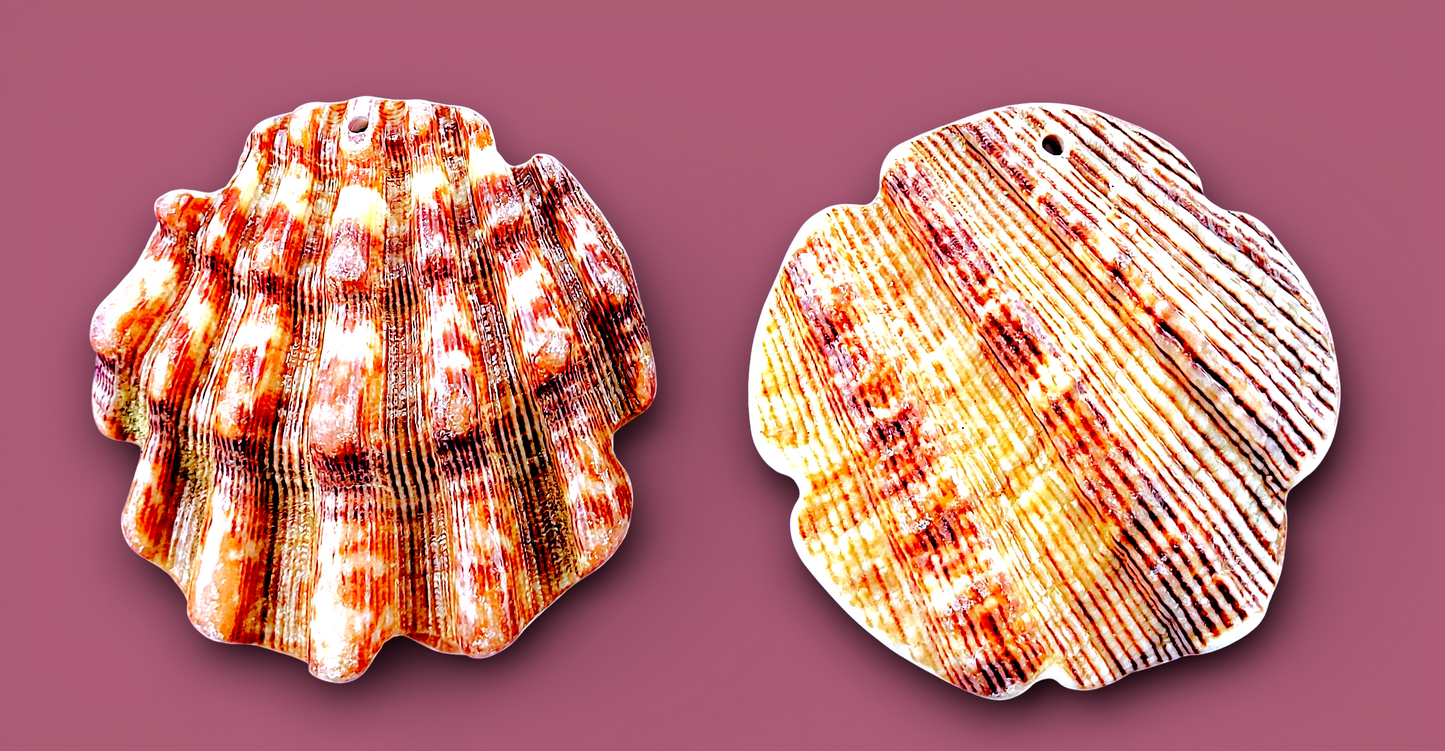 #3018 - Lion's Paw Seashell Flower-shaped, top Hole (2")