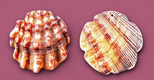 #3018 - Lion's Paw Seashell Flower-shaped, top Hole (2")