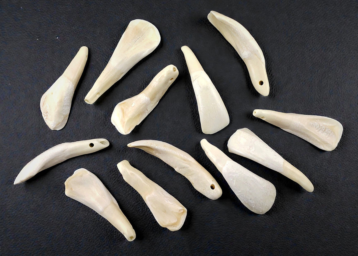 #698 Buffalo Teeth