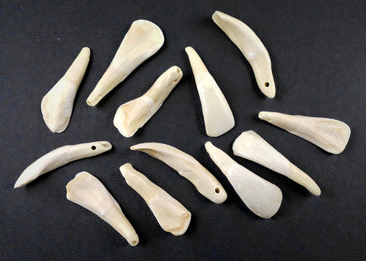 #698 Buffalo Teeth