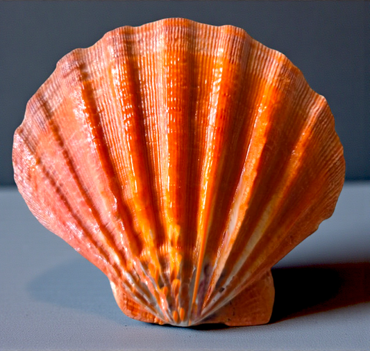 #7005A Brush-polished Orange Lion's Paw Seashell 4"-5"
