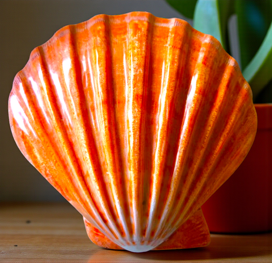 #7006A Polished Orange Lion's Paw (Lyropecten subnodosus) Seashell 5"+