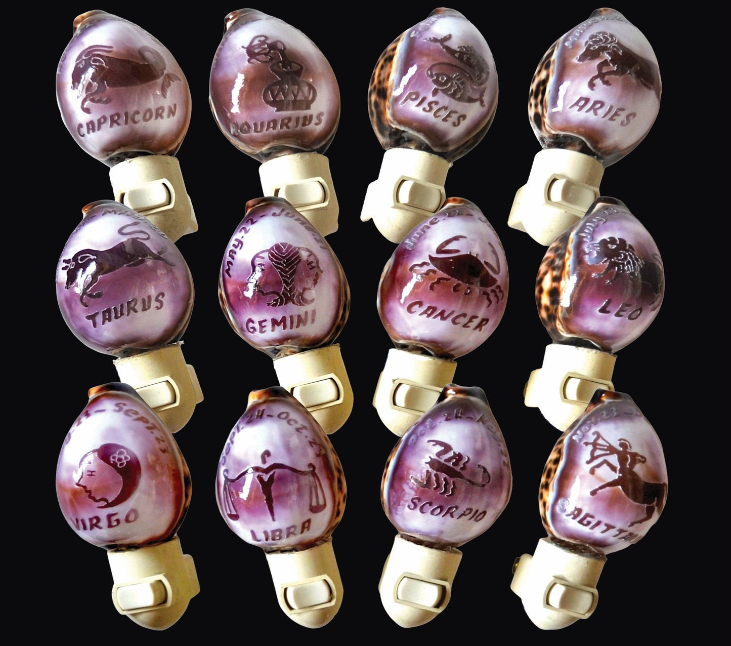 #7017N Tiger cowrie carved with Zodiac signs 4"- 5"