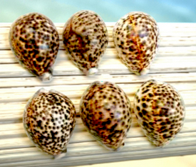 #7018P Polished Tiger Cowrie