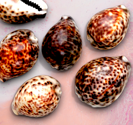 #7018 Polished Tiger Cowrie Seashell