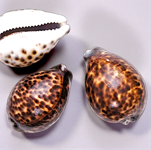 #7019 Polished Tiger Cowrie