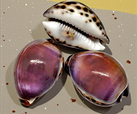 #7022 Tiger Cowrie Purple Top 2"- 3"