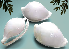 #7024 Polished Eggshell Cowrie 2"- 3"