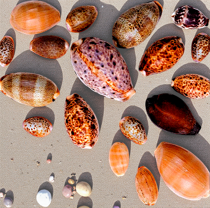 #7028 Polished Mixed Cypraea lynx 1"-2"