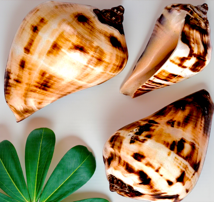 #7031 Polished Fiber Conch Seashell 2"- 3"
