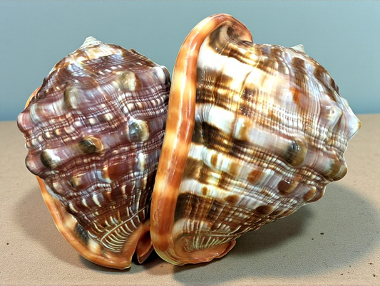 #7040 Polished Cameo shells 6"+