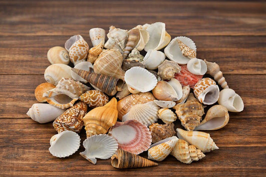#7042 - Assortment of Seashells (1.5 - 3")