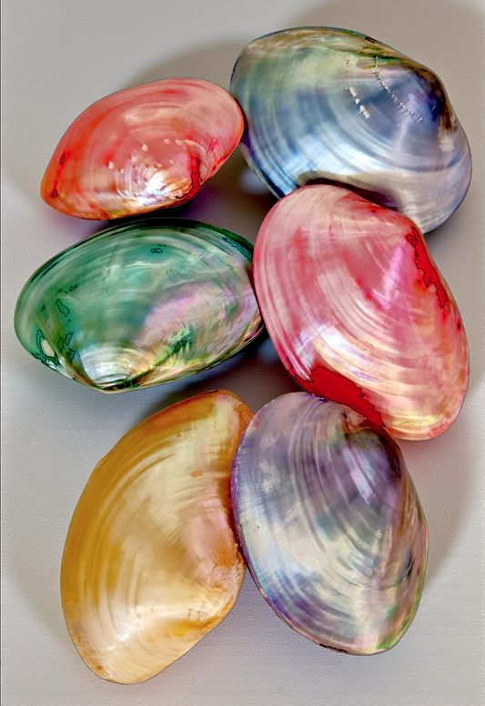 #7047 Polished Pastel-colored Cabibi Shells (4-5") (Paired)