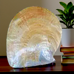 #7055 Polished Golden Mother of Pearl 2"- 2 1/2"