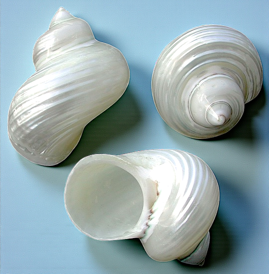 #7058 Pearl-polished Silver-mouthed Turbo Shell 2 1/2"