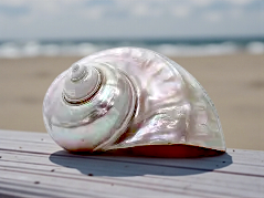 #7061 Pearl-polished Jade Turbo Seashell 2"-3"