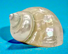#7062 Pearl-polished Jade Turbo Seashell 3"- 3 1/2"