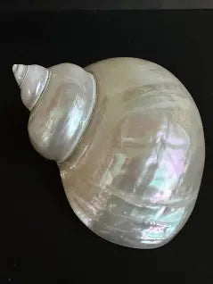 #7063 Pearl-polished Jade Turbo 3 1/2"- 4"