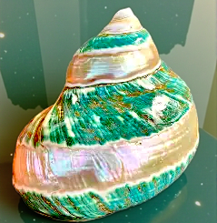 #7067 Banded-Polished Jade Turbo Seashell 4"+