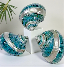 #7068 Banded Polished Jade Turbo Seashell 2 1/2"- 3"