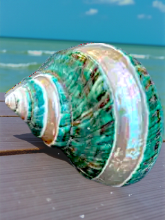 #7069 Banded Polished Jade Turbo Seashell 3"- 3 1/2"