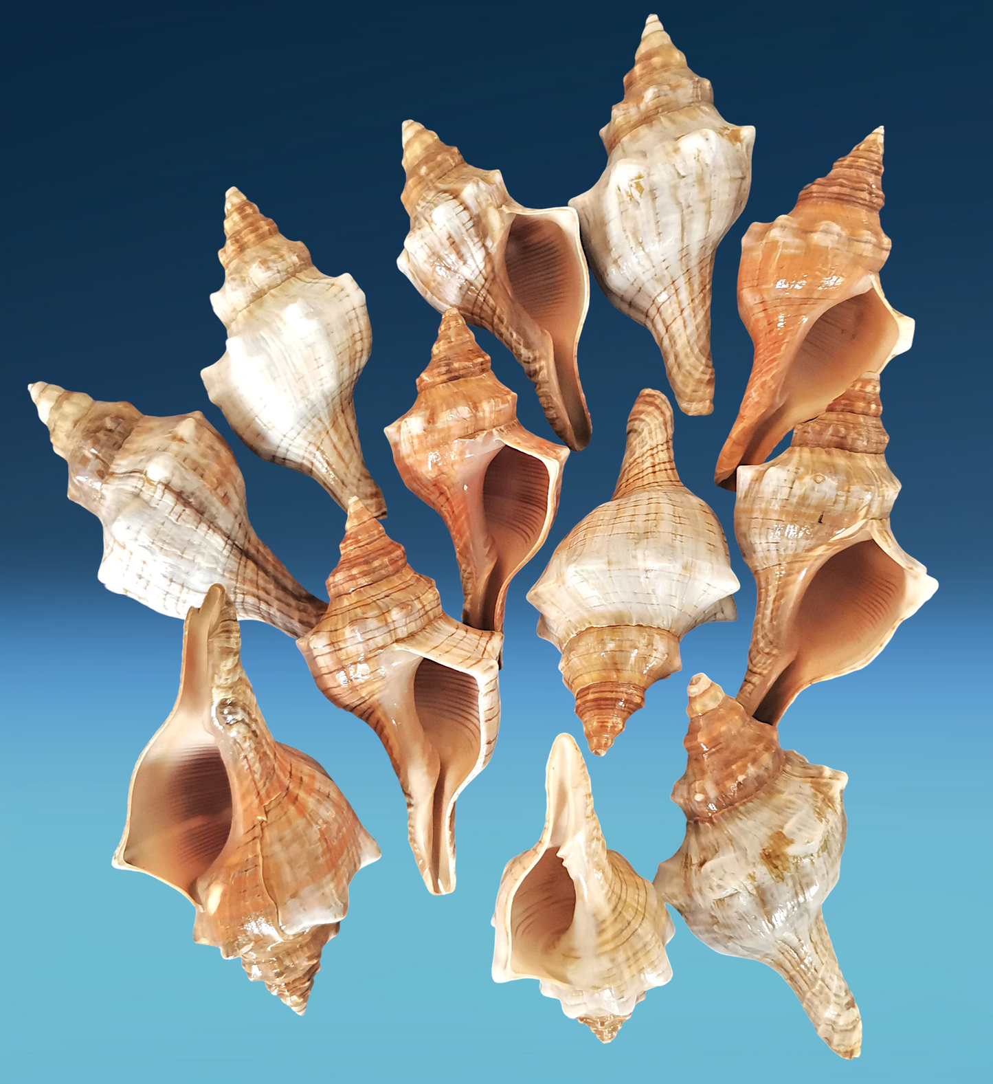 #7098 Polished Fasciolaria Trapezium Seashell 2"- 3"
