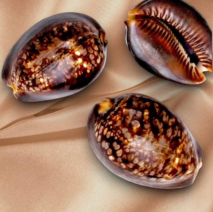 #7102 Polished Cypraea Mauritiana Seashell 3"+