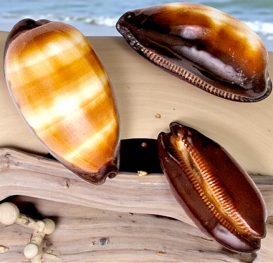 #7103 Polished Cypraea Talpa 2"-3"