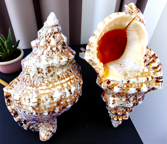 #7115 Polished Bursa Bobo Seashell 3"- 4"