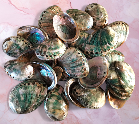 #7116G Polished Mini Green Abalone Seashell 2"- 2 3/4"